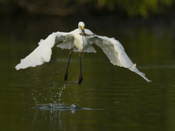 Jalohaikara, Great Egret, Egretta alba